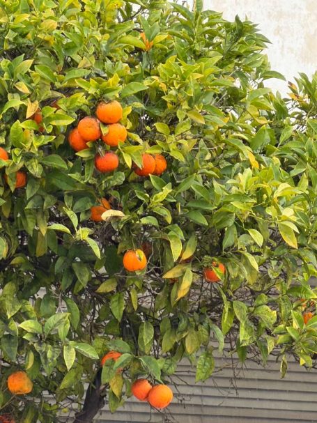 orange tree